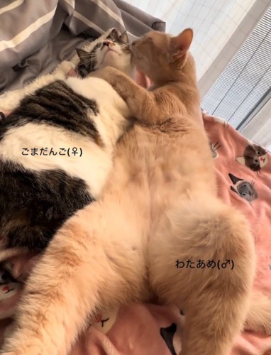 抱き合う2匹の猫