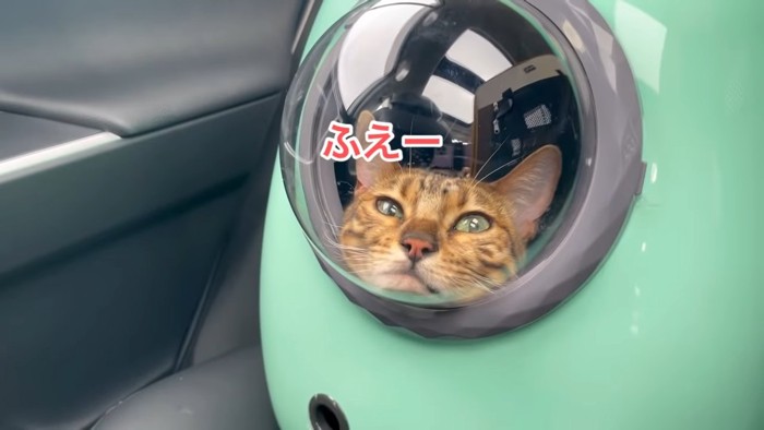 キャリーバッグの中で顎を乗せた姿勢の猫