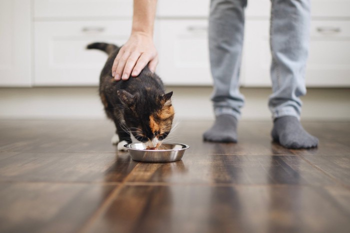 食事中の猫を触る手