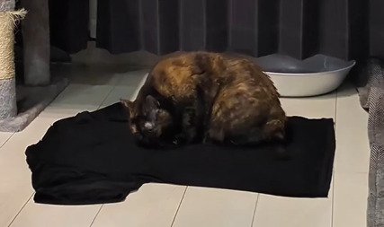 黒いTシャツの上で丸くなるうにちゃん