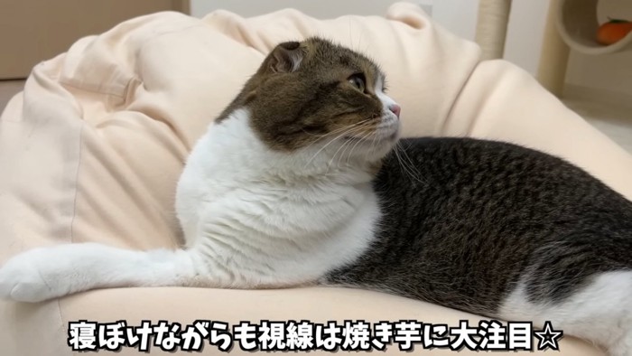 上を見る猫