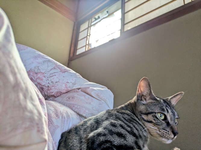朝日が入る障子の穴と布団のそばにいる猫