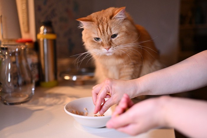 ご飯を減らされる猫