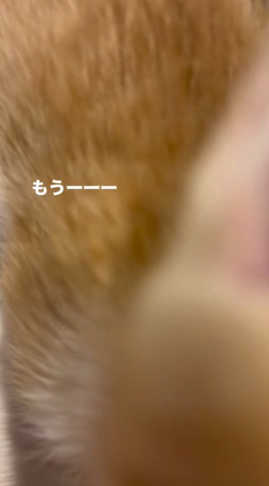 飼い主に顔を近づける子猫