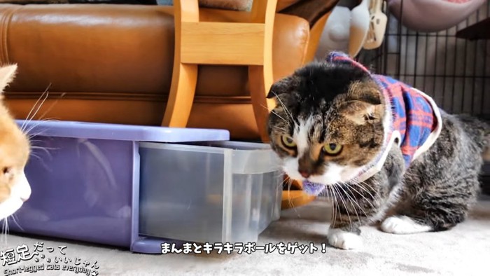 ボールをくわえる猫