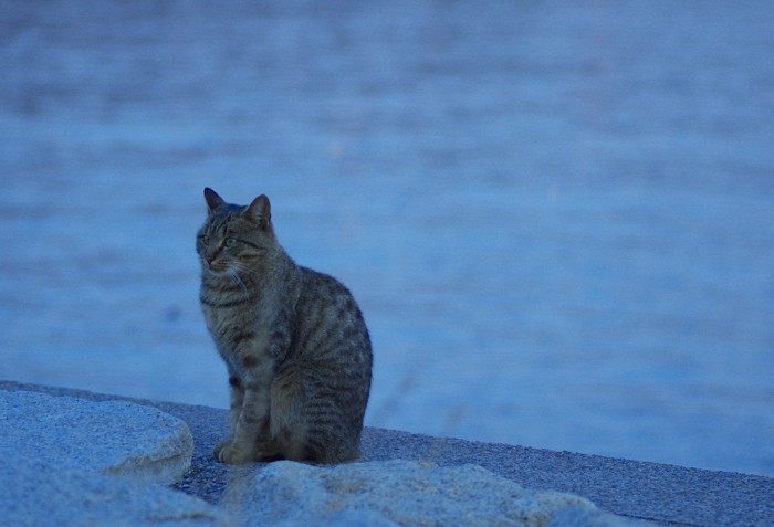 夜に海辺で待つ猫