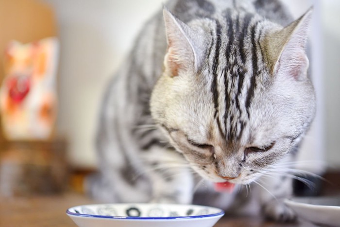 食事中の猫