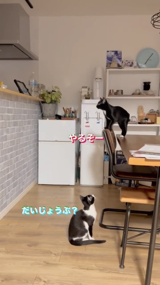 リビングにいる2匹の猫