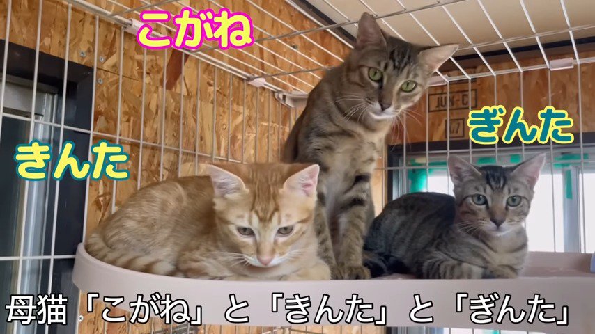 名前が決まった三匹の猫