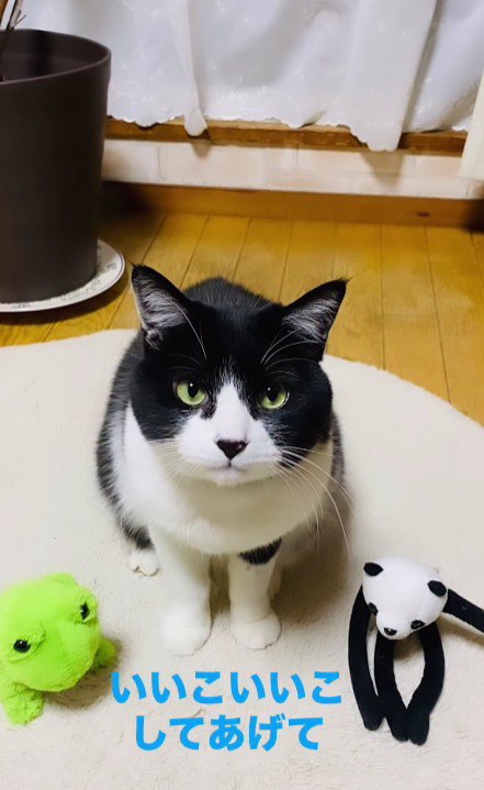 猫とぬいぐるみ