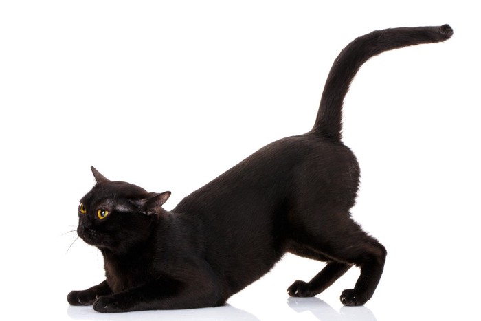 ;お尻を向ける猫