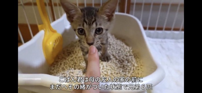 トイレチェックする猫