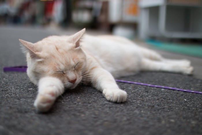 横になる猫