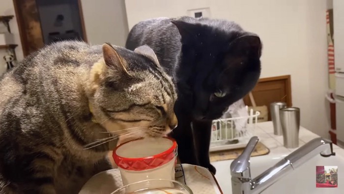 水を飲むキジトラをのぞき込む黒猫