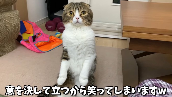 立つ猫