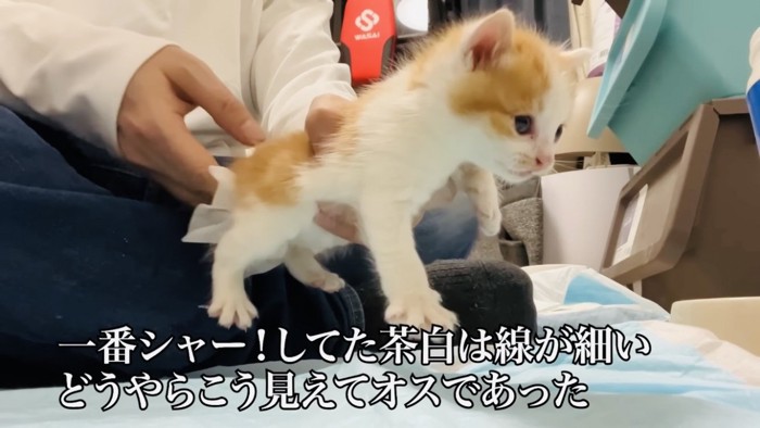 白茶子猫の排泄を促す父ちゃん