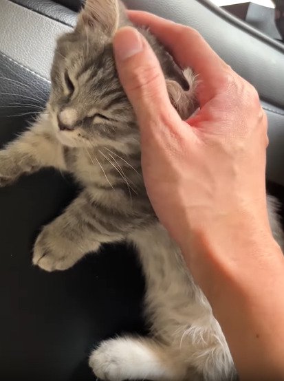 頭を撫でられる子猫