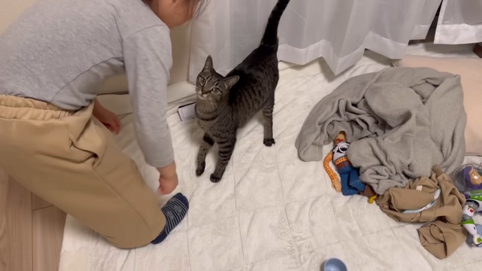 娘さん（左）とカメラ目線のキジトラ猫ちゃん