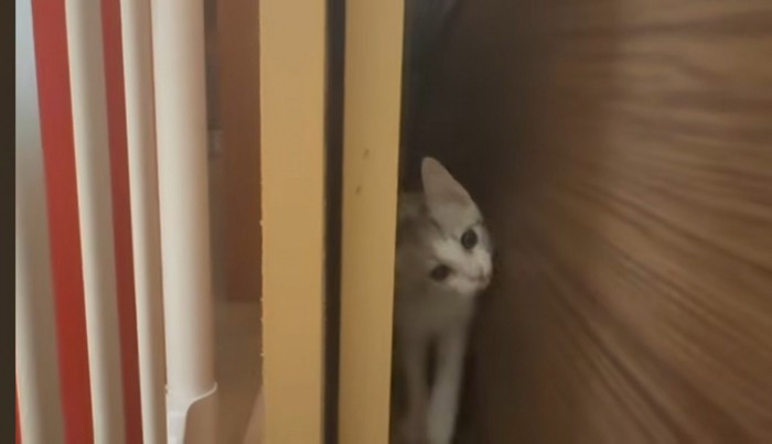 ドアの隙間の猫