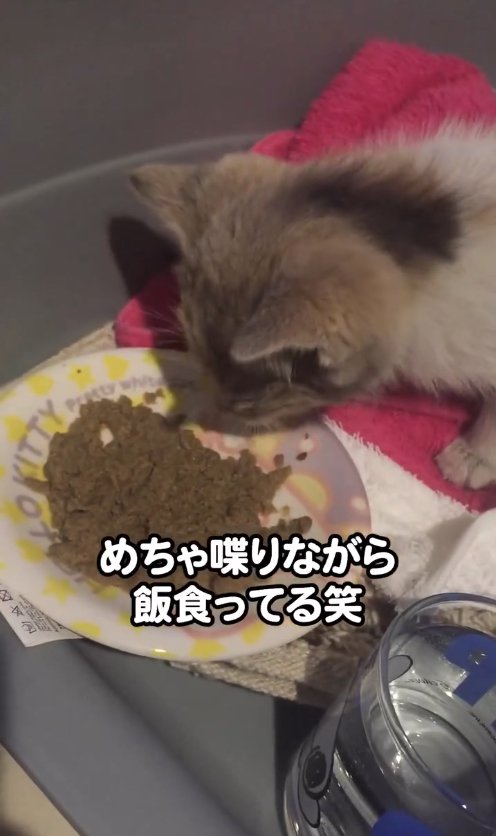 ご飯を食べている子猫