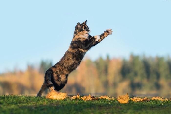 ジャンプする猫