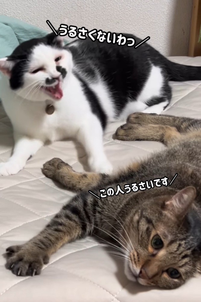 カメラの方を見るキジトラ猫