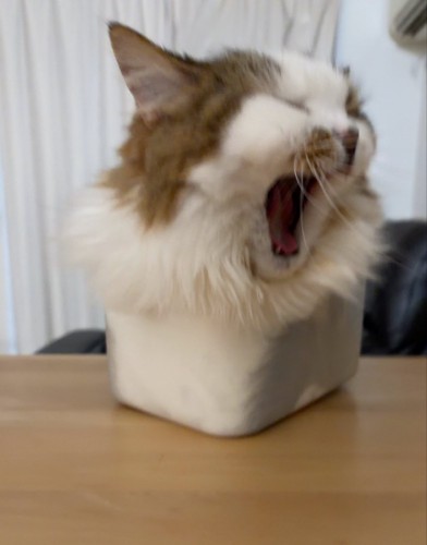 箱の中に入ってあくびをする猫