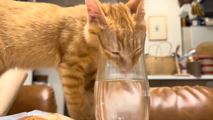 コップの水を飲む猫
