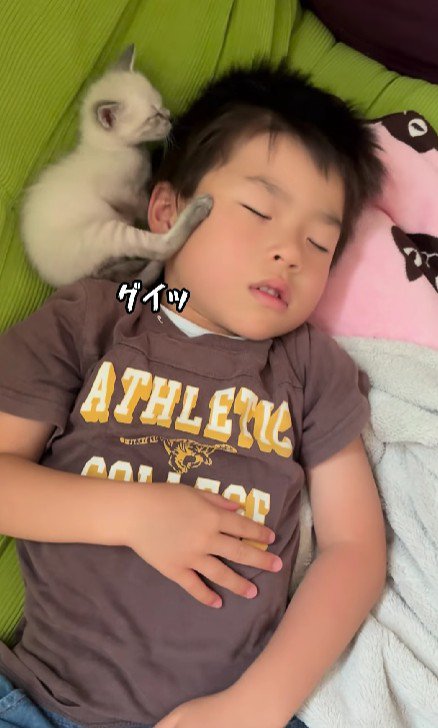 寝ている男の子と子猫
