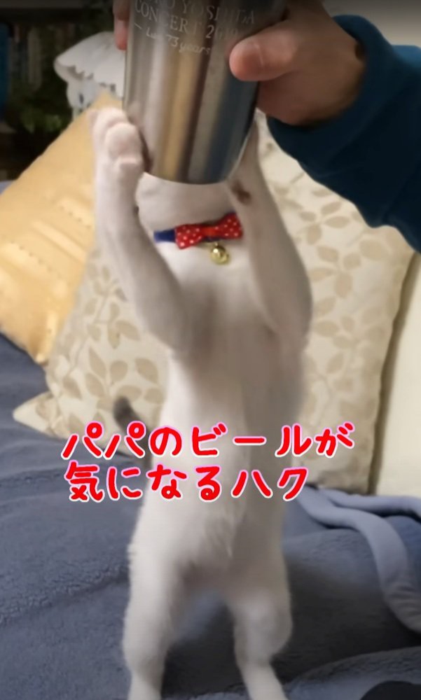 コップを掴むハクちゃん