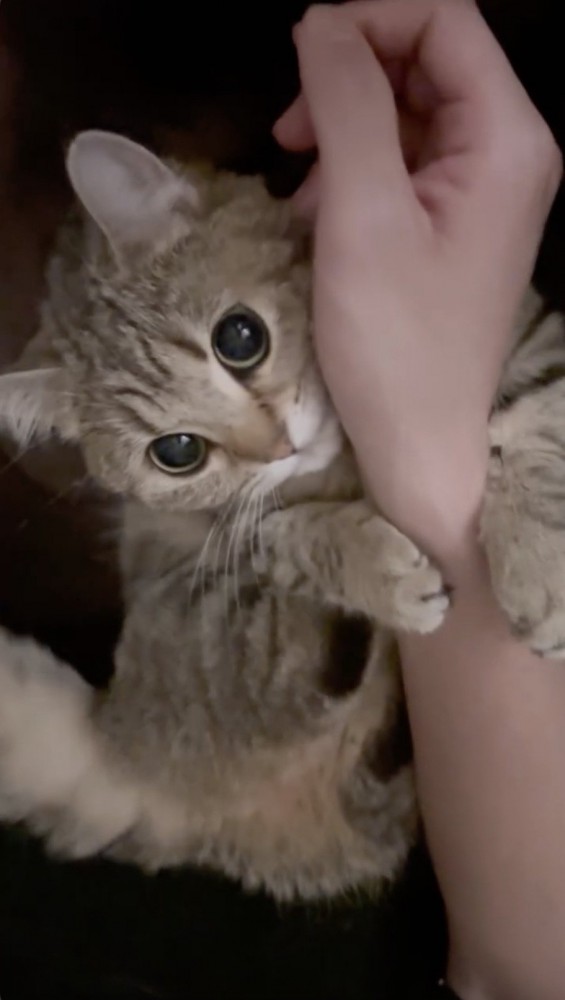 飼い主さんの腕をぎゅっと握る猫