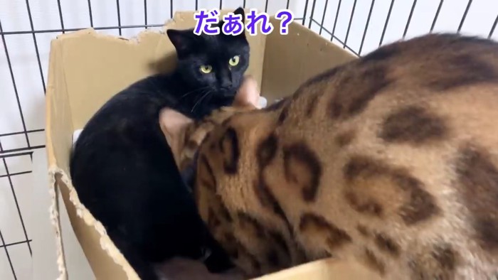 黒猫に近づくベンガル猫