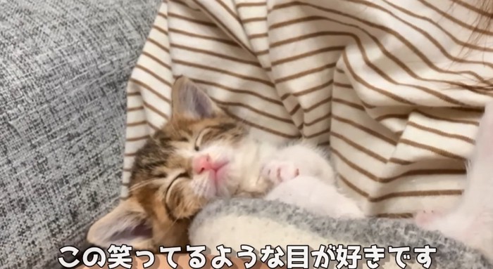 寝ている猫