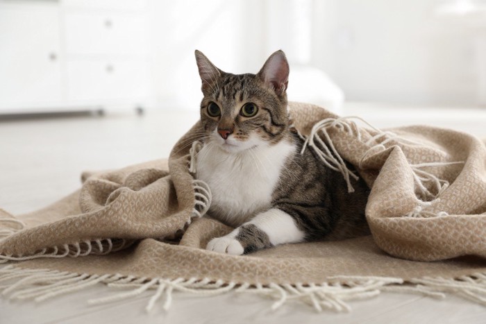 毛布にくるまる猫