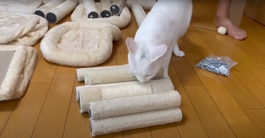 部品と猫