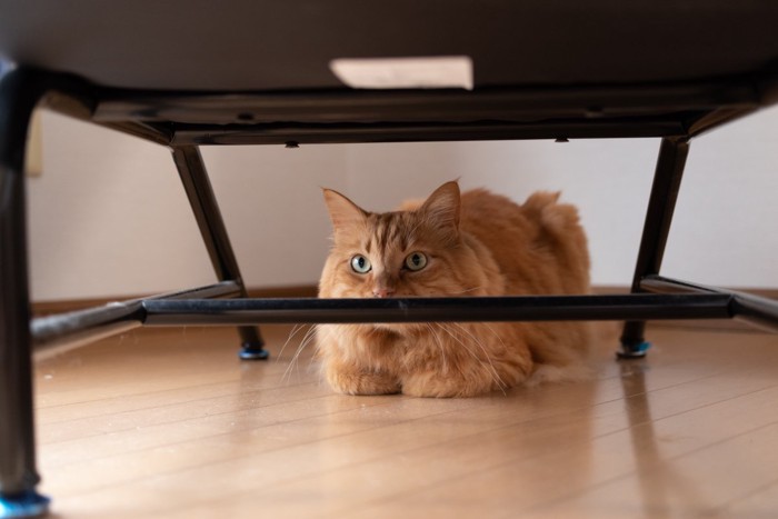 隠れる猫