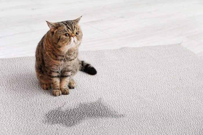 カーペットのシミと猫
