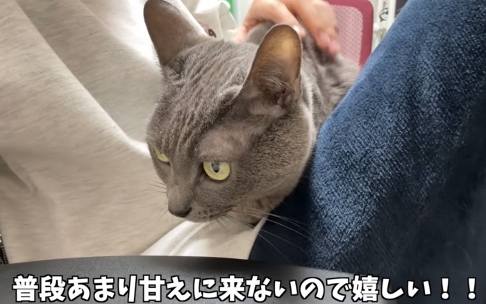 落ち着く猫