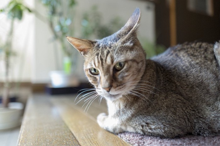 香箱座りの猫