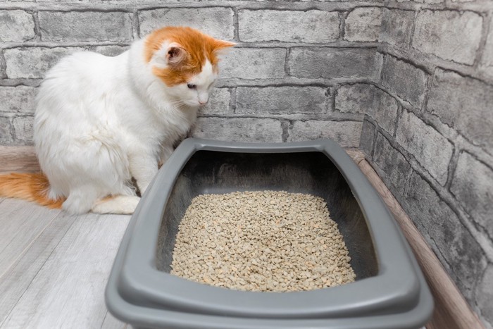 .トイレをじっと見つめる猫