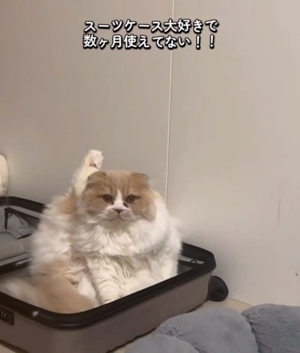 ボーっとする猫