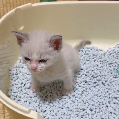 トイレの中で真剣な顔をする子猫