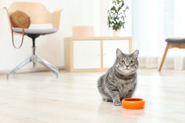 餌入れの前に座ってこちらを見つめる猫