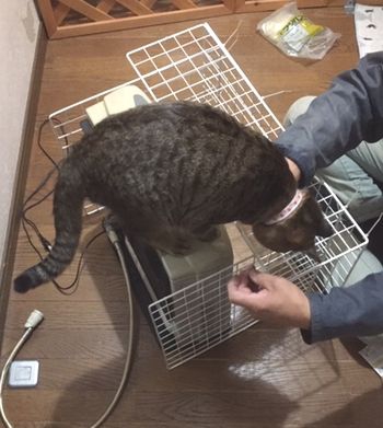 作業中に猫がストーブの上にいる。