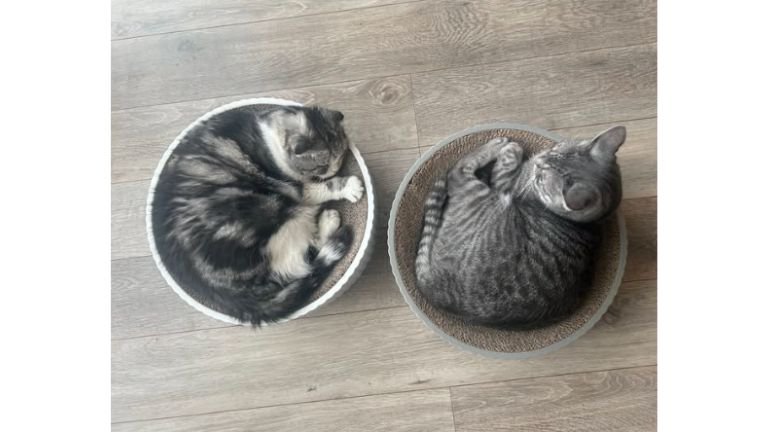 室内にいる猫