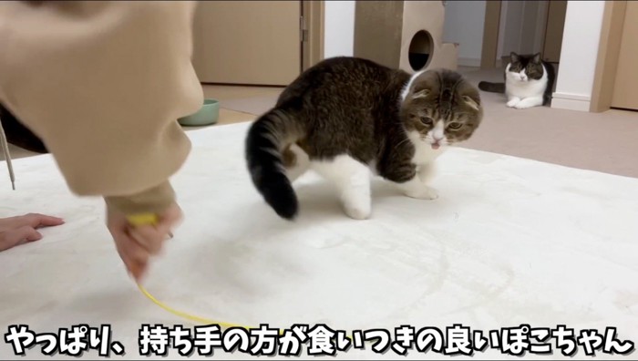 垂れ耳の猫と猫じゃらしで遊ぶ女性