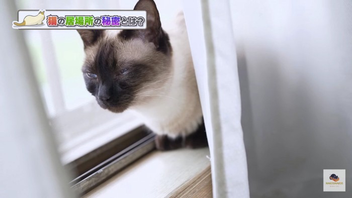 窓辺のシャム猫