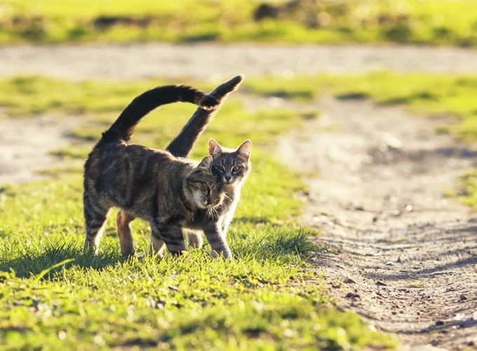 二匹並んで歩く猫