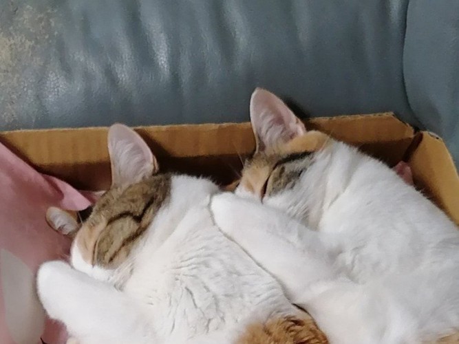 三毛猫姉妹のシンクロ寝のアップ