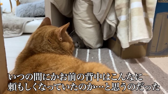 猫の背中